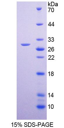Figure 1. SDS-PAGE