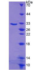 Figure 2. SDS-PAGE