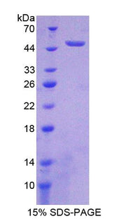 Figure 1. SDS-PAGE