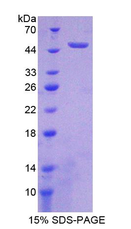 Figure 1. SDS-PAGE