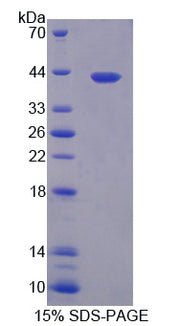 Figure 1. SDS-PAGE