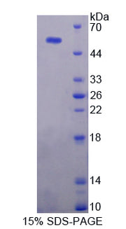 Figure 1. SDS-PAGE