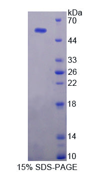 Figure 1. SDS-PAGE