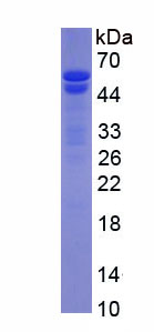 Figure 2. SDS-PAGE