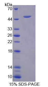 Figure 1. SDS-PAGE