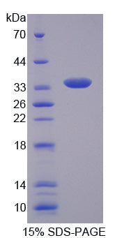 Figure 1. SDS-PAGE