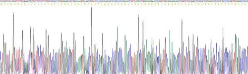Recombinant Mouse Kisspeptin 1 (KISS1)