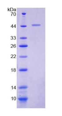 Figure 3. SDS-PAGE