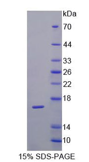 Figure 1. SDS-PAGE