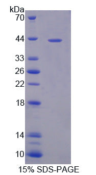 Figure 1. SDS-PAGE