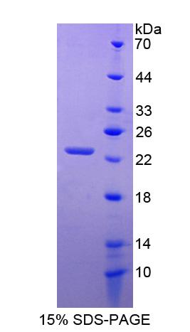 Figure 1. SDS-PAGE