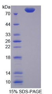 Figure 1. SDS-PAGE