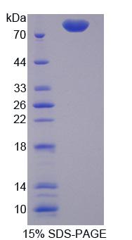 Figure 1. SDS-PAGE