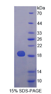 Figure 1. SDS-PAGE