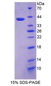 Figure 1. SDS-PAGE