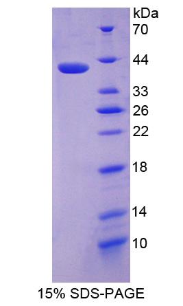 Figure 1. SDS-PAGE