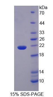 Figure 1. SDS-PAGE