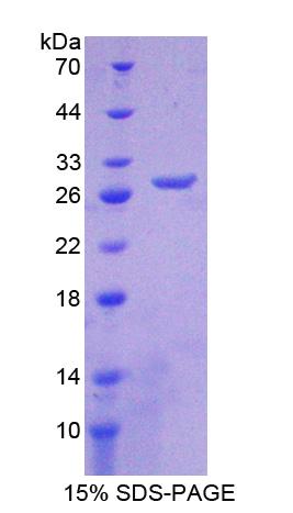 Figure 1. SDS-PAGE