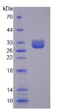 Figure 2. SDS-PAGE