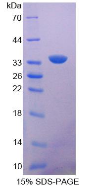 Figure 1. SDS-PAGE