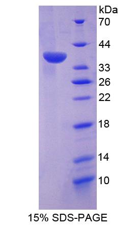 Figure 1. SDS-PAGE