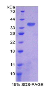 Figure 1. SDS-PAGE