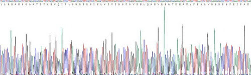 Recombinant Mouse Histidine Decarboxylase (HDC)