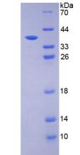 Figure 3. SDS-PAGE