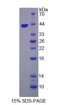 Figure 1. SDS-PAGE