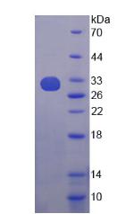Figure 2. SDS-PAGE