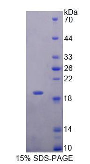 Figure 1. SDS-PAGE