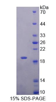 Figure 1. SDS-PAGE