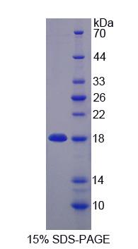 Figure 1. SDS-PAGE