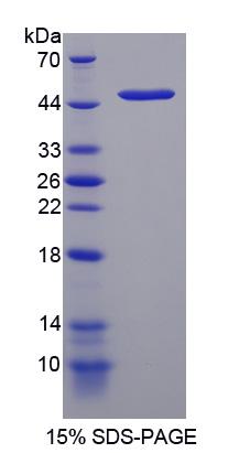 Figure 1. SDS-PAGE