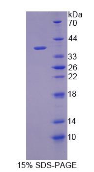 Figure 1. SDS-PAGE
