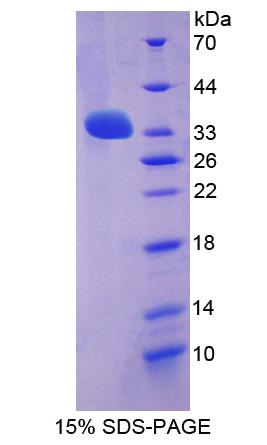 Figure 1. SDS-PAGE
