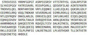 Recombinant Vimentin (VIM), RPU53471