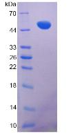 Figure 2. SDS-PAGE