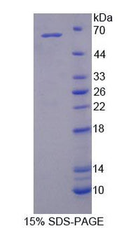 Figure 1. SDS-PAGE