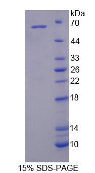 Figure 1. SDS-PAGE