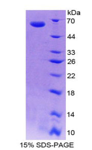 Figure 1. SDS-PAGE