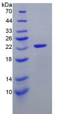 Figure 2. SDS-PAGE