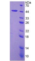 Figure 3. SDS-PAGE