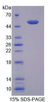 Figure 1. SDS-PAGE
