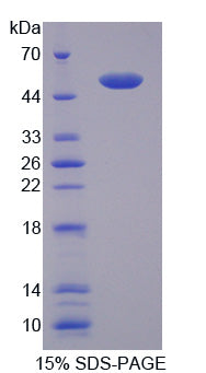 Figure 1. SDS-PAGE