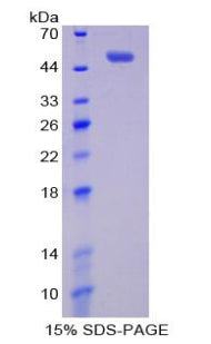 Figure 1. SDS-PAGE