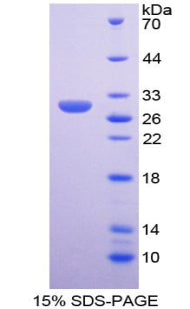 Figure 1. SDS-PAGE