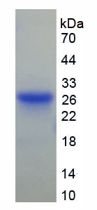 Figure 1. SDS-PAGE