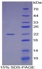 Figure 1. SDS-PAGE