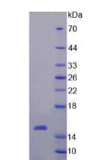 Figure 2. SDS-PAGE